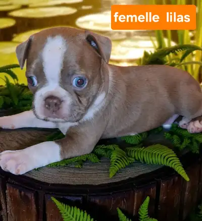 Boston terrier lilas, View more
