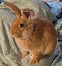Rehomeing male bunny