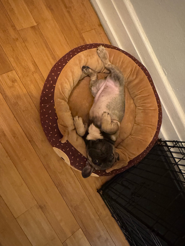 bouledogue français femelle dans Chiens et chiots à adopter  à Ville de Montréal - Image 3