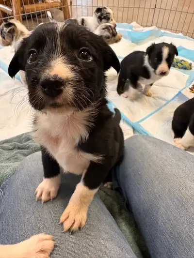 Border collie puppies, View more