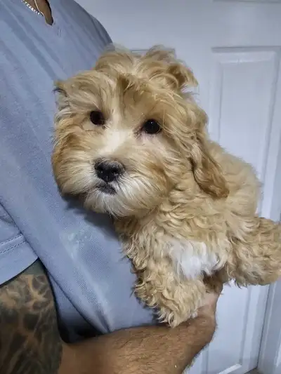 Shihpoo Puppies for Sale (last male!), View more