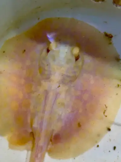 White Diamond Hybrid Stingray Pups, View more