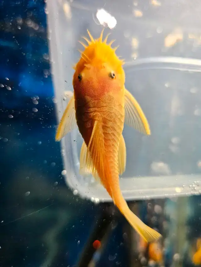 Albino Pleco For breeding Male in Fish for Rehoming in London - Image 4
