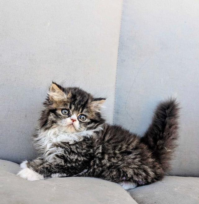 ONE MALE LEFT Purrfect Persian Kittens in Cats & Kittens for Rehoming in Edmonton