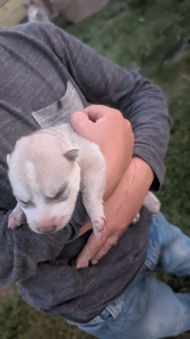 Registered Siberian husky puppies in Dogs & Puppies for Rehoming in Edmonton - Image 3
