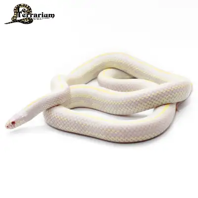 Serpent roi de la Californie - Albino striped - Femelle, View more