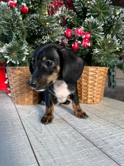 Miniature Dachshunds, View more