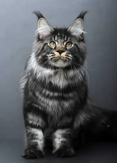 NUAR- SON of a CHAMPION  MAINE COON male (WCF), View more
