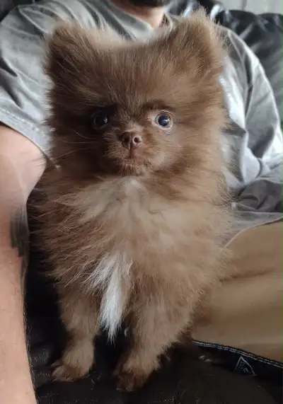 Magnifique petit Pomeranien chocolat  un vrai petit trésor, View more
