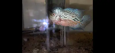 King Kamfa flowerhorn F2, View more