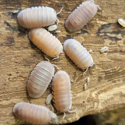 Papaya Isopods!, View more