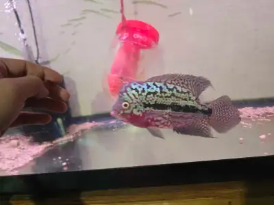 flowerhorn kamfa f2, View more