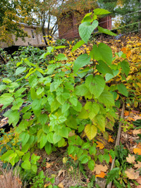 Red mulberry plants