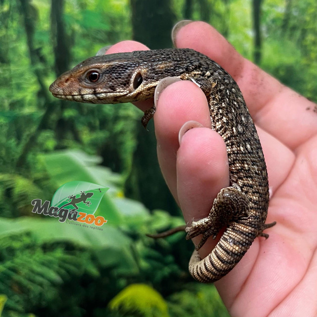 Varans des savanes  dans Reptiles et amphibiens à adopter  à Ville de Montréal - Image 2