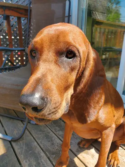 Farm home for Hound Dog Pup, View more