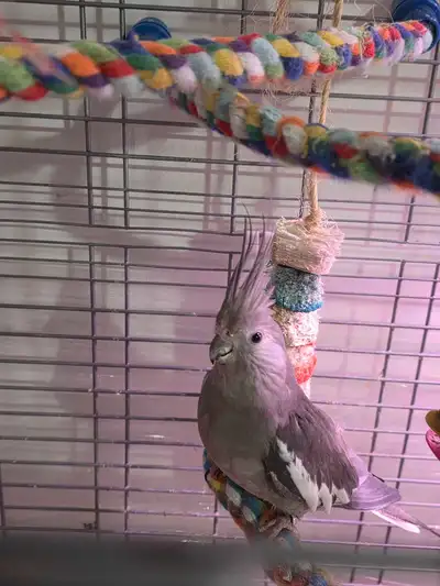 rehoming a breeding pair of cockatiels , View more