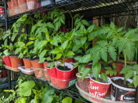 Unique Heirloom  Tomato and ️ Pepper  Plants for sale!