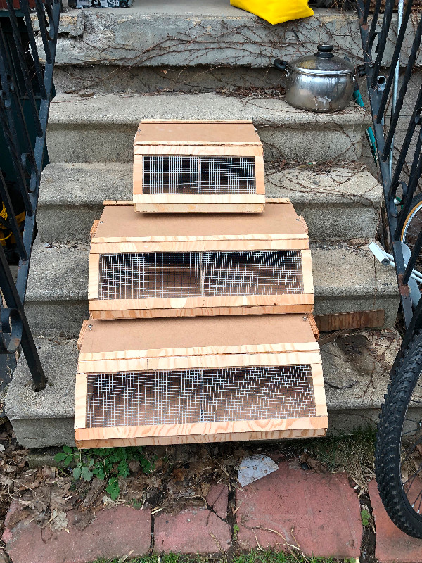 Custom Nest Boxes in Birds for Rehoming in Oshawa / Durham Region - Image 2