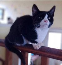 Male Tuxedo Kitten