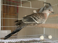 Young Australian crested dove sale or try your trade