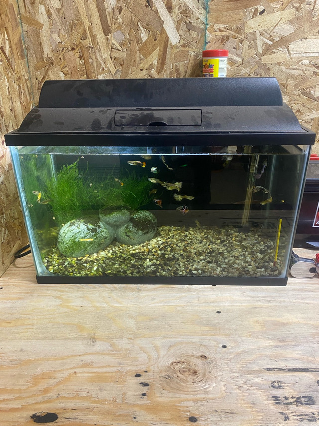  Guppies and 10 gallon fish tank  in Fish for Rehoming in North Bay - Image 4