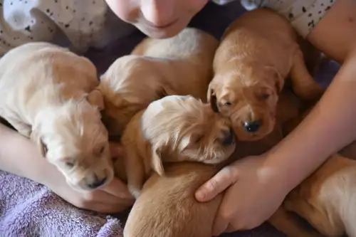 Stunning Golden Pups. A couple Males and Females looking for forever homes when ready ( some of my p...