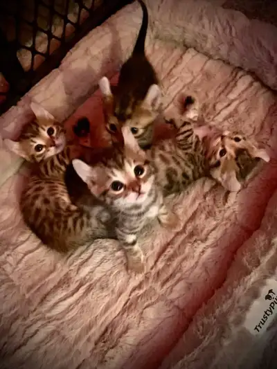 Chaton Highland Lynx pret pour l'adoption J'ai 3 femelles 2 genes leopart douce,affectueuse et propr...