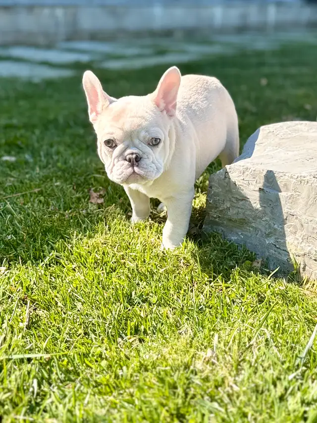 French bulldog puppies in Dogs & Puppies for Rehoming in St. Catharines - Image 5