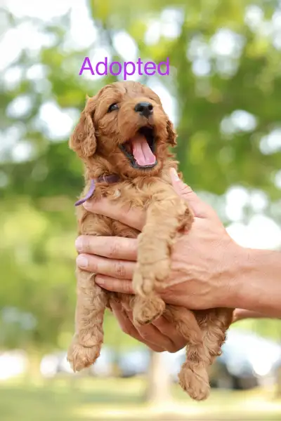 Mini F1B Bernadoodle Puppies, View more
