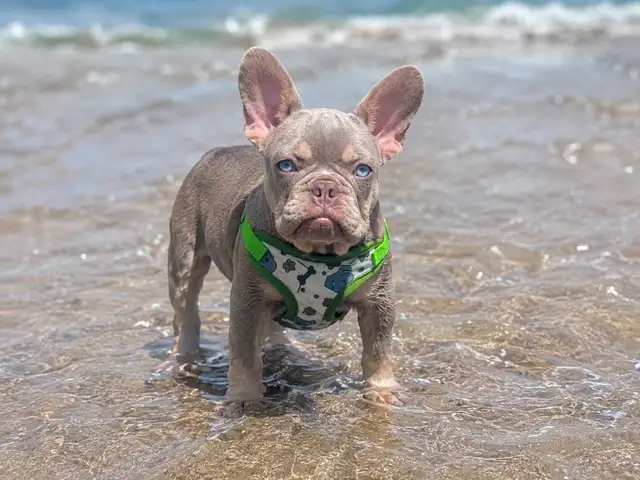 Rare CKC  French Bulldogs in Dogs & Puppies for Rehoming in North Shore - Image 4