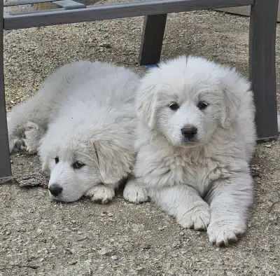 Great Pyrenees pups , View more