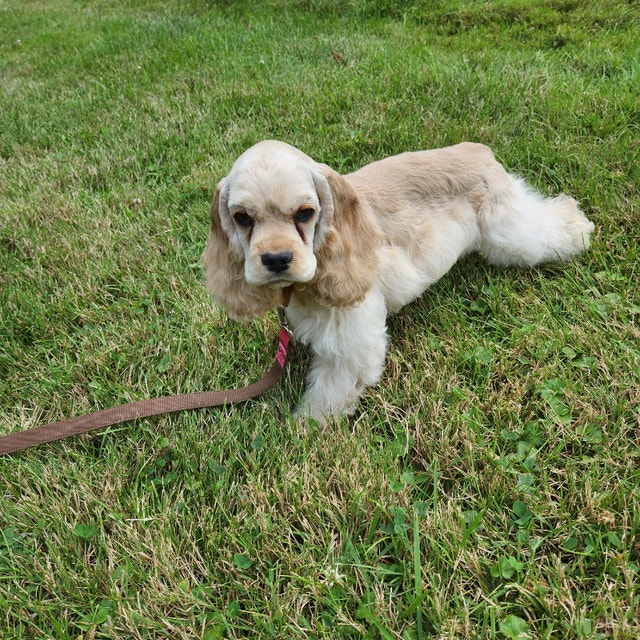 American Cocker Spaniel Puppy CKC Registered Dogs & Puppies for