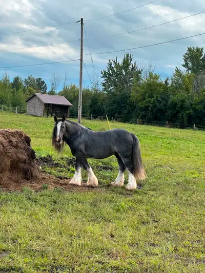 17 year old Gypsy Vanner stud. He has only been a pasture pet for me. Looking to find him a home whe...