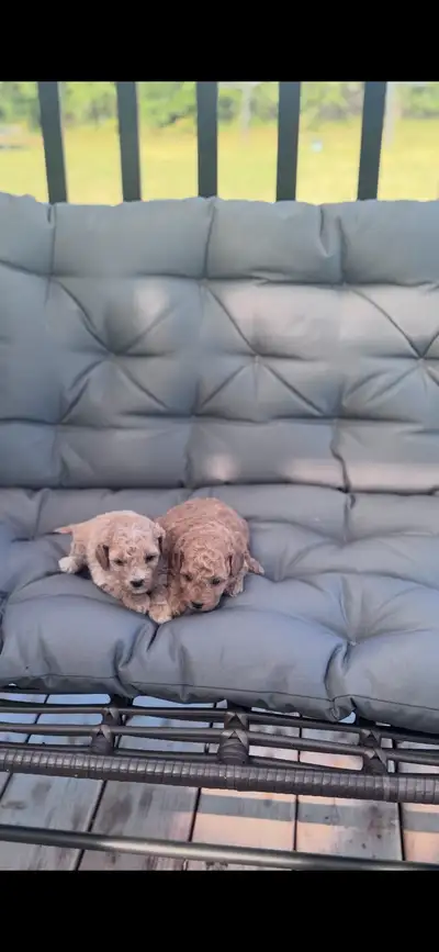 MINI/TOY POODLES, View more