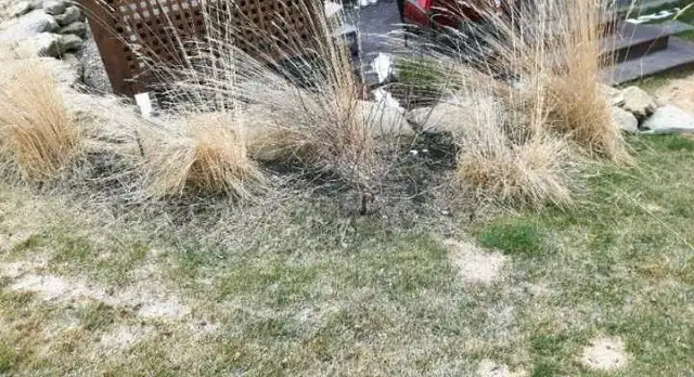 Affordable Professional Pruning/Gardening (reasonable pricing)63013091135105123