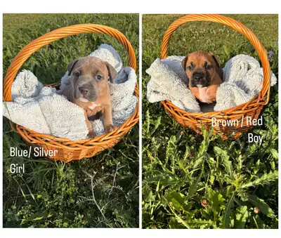 Beautiful Puppies Ready For Their Forever Homes!, View more