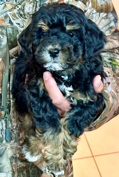 Bichapoo very unique colour Male and Female, View more