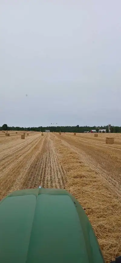 Mulch Wheat Straw, View more