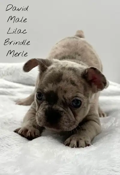 FRENCHTON PUPPIES - READY TO GO DEC 1ST 2025, View more