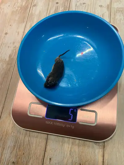  Frozen Feeders - 10x Fuzzy Mice , View more