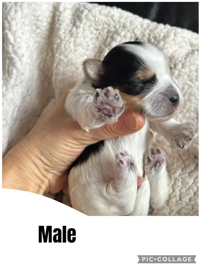 Biewer Terrier puppies in Dogs & Puppies for Rehoming in City of Toronto - Image 3