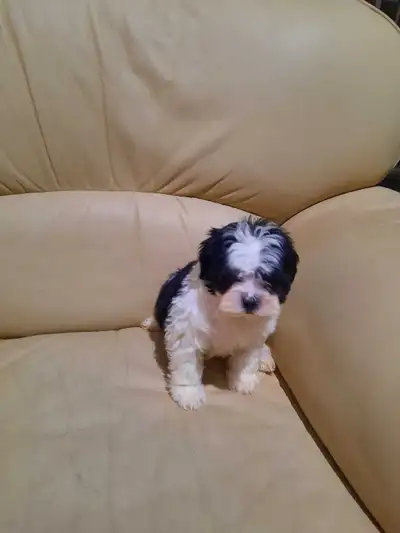 Shih Tzu puppies, View more