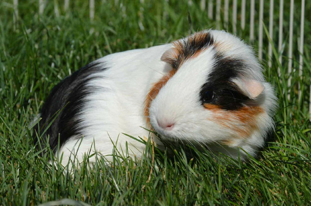 female guinea pig in Small Animals for Rehoming in Abbotsford