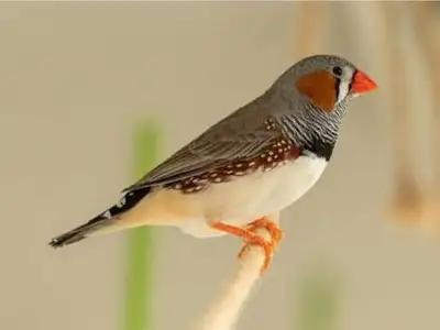Zebra Finch, View more
