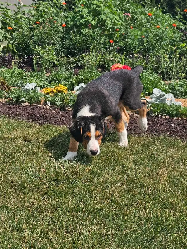 Walker Hound/Mountain Bernese cross in Dogs & Puppies for Rehoming in Kitchener / Waterloo - Image 2