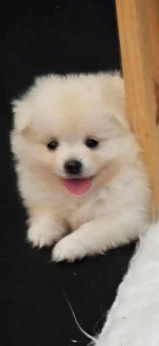 5 Beautiful purebred Pomeranian puppies in Dogs & Puppies for Rehoming in Penticton - Image 2