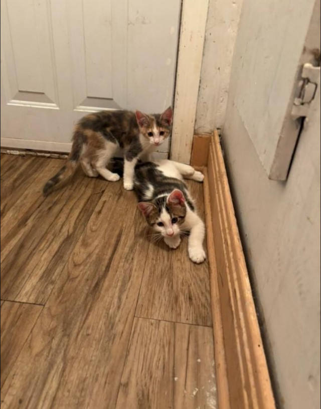 chaton mixte Maine coon dans Chats et chatons à adopter  à Laval/Rive Nord - Image 2