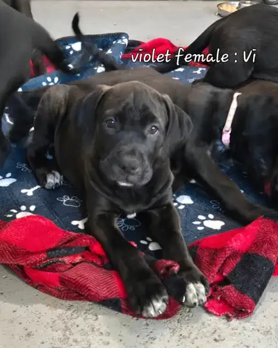 LAB PUPPIES - REDUCED - available immediately, View more