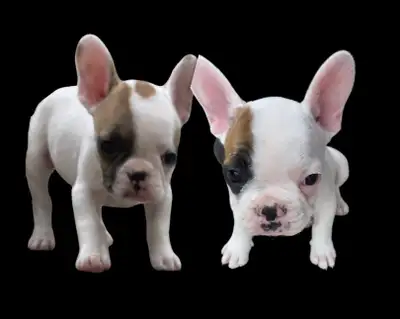 French bulldog puppies, View more