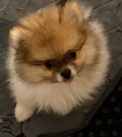Beatiful Small Pomeranian Puppies, View more